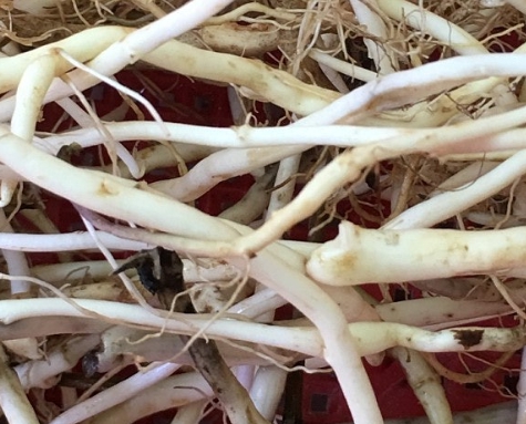 한국의 떡 종류 메싹떡-메싹뿌리