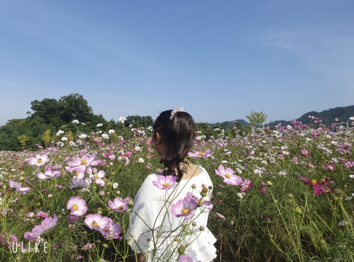 코스모스 가득 핀 곳에서 서 있는 사진(출처:본인)