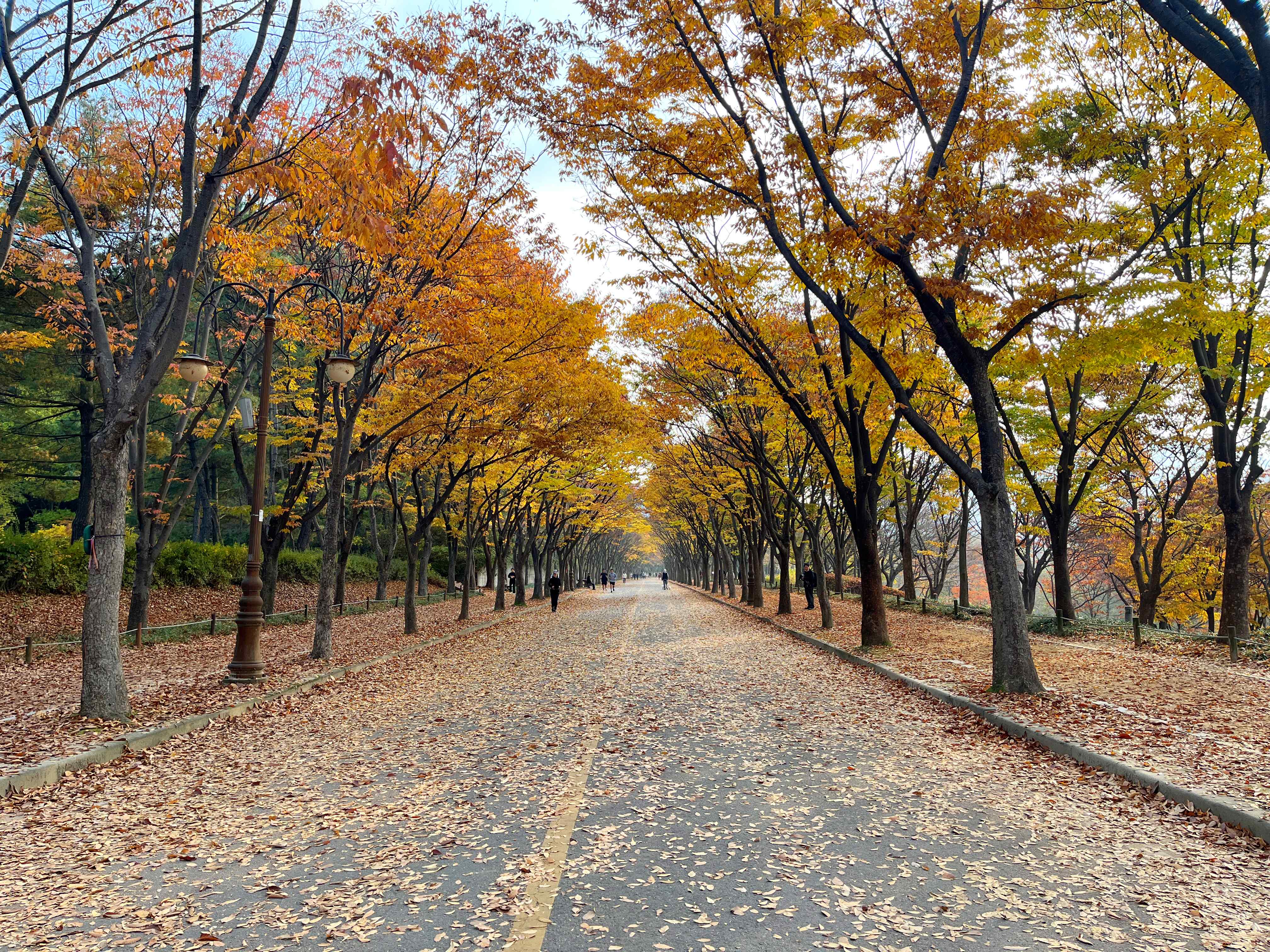 장수동 은행나무