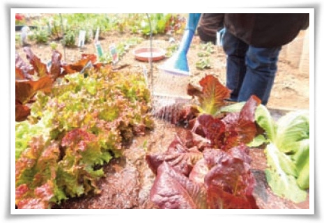 텃밭 &quot;5월에 심기 좋은 작물&quot; 초보도 척척, 실패 없이 풍성하게 수확하는 법!