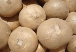 돼지감자 수확시기