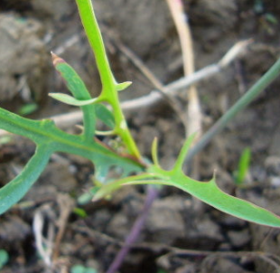 씀바귀 효능과 부작용 먹는법 고르는법
