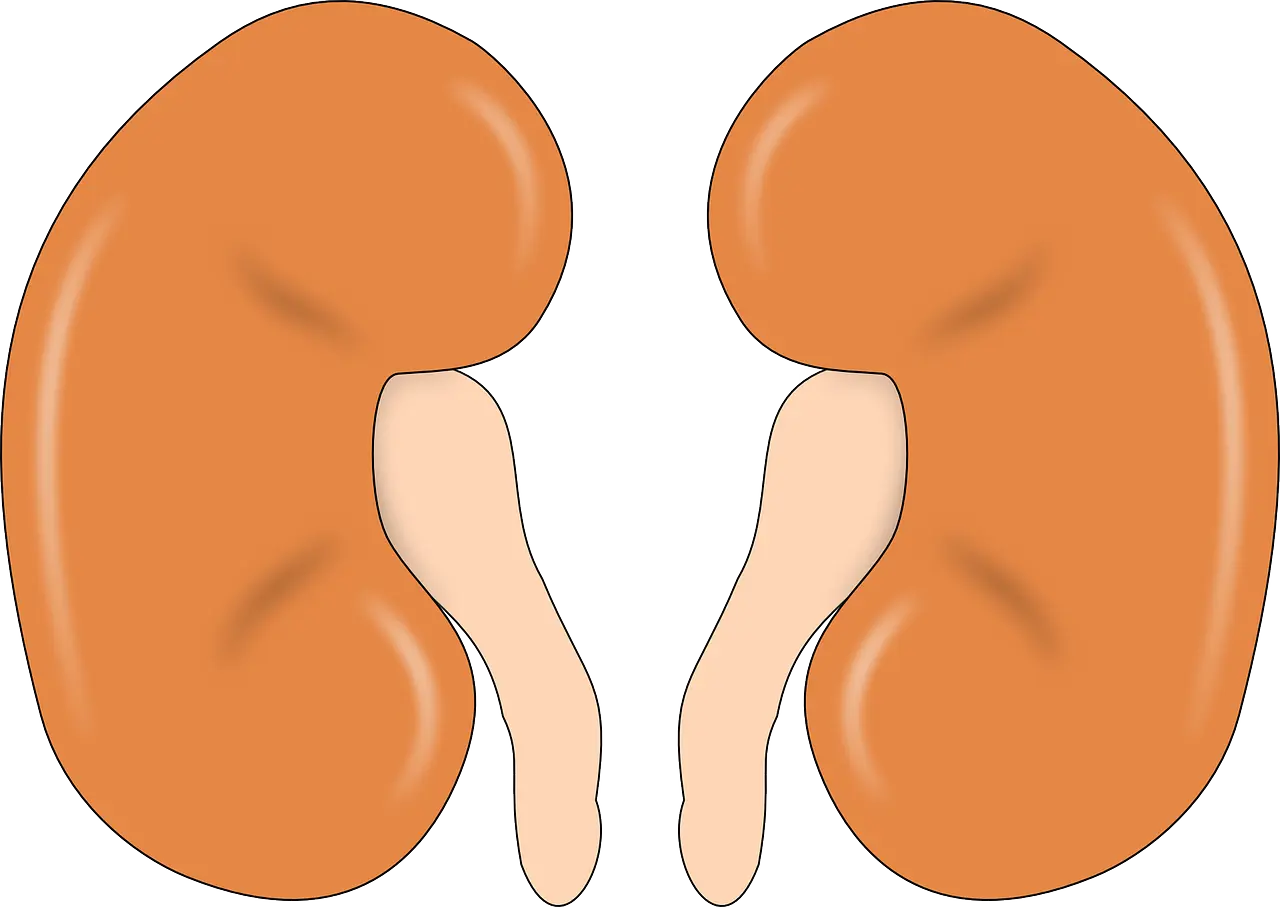 신장-kidney