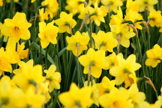 오륙도공원 부산여행추천 유채꽃