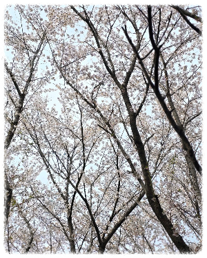 황구지천
