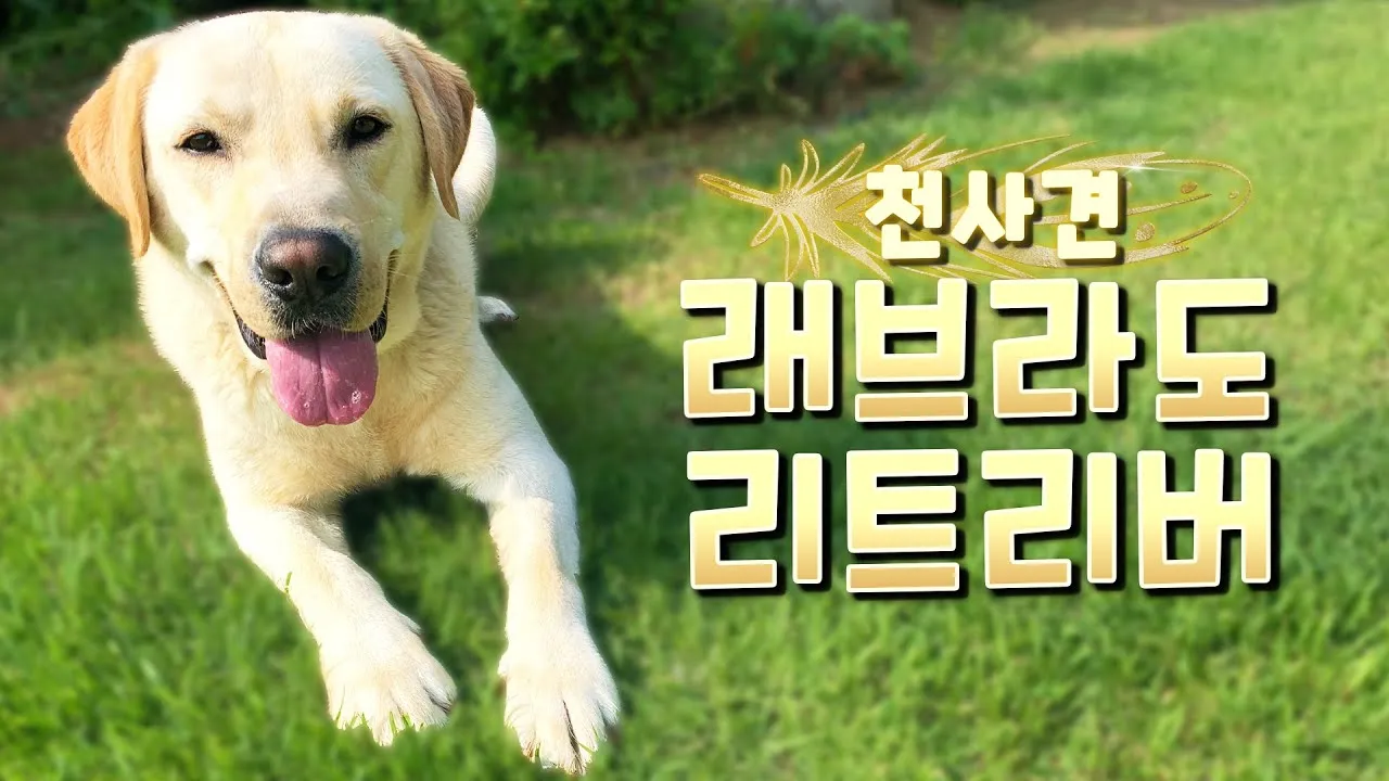 래브라도 리트리버 분양 가격 성격 장단점_8