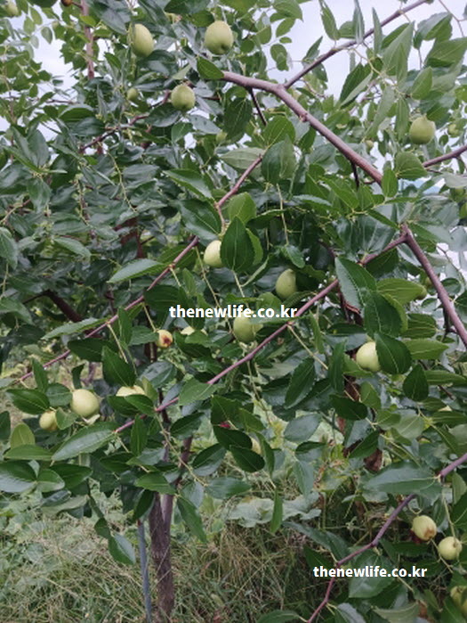 대추 효능이 절정인 9월 말 제철 시기에 대추 실물 사진