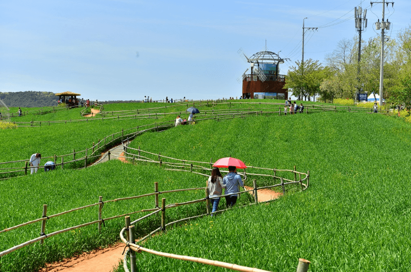 고창 청보리밭 축제