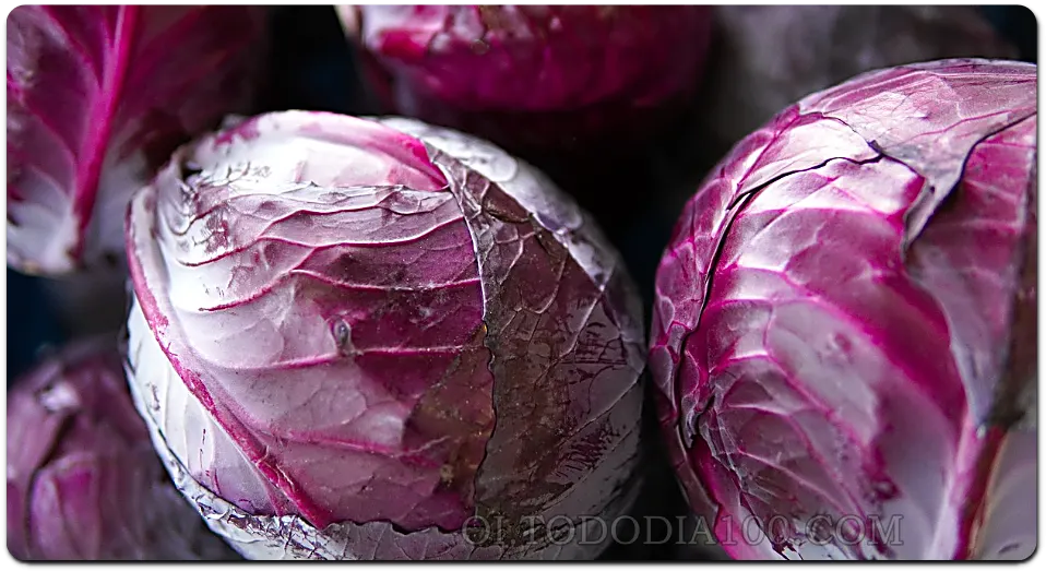 양배추의 진상을 효능으로 채움