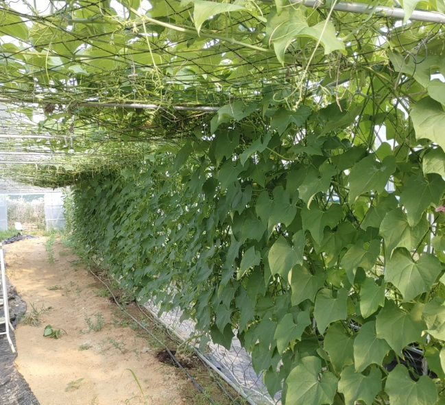 조연농장 차요테