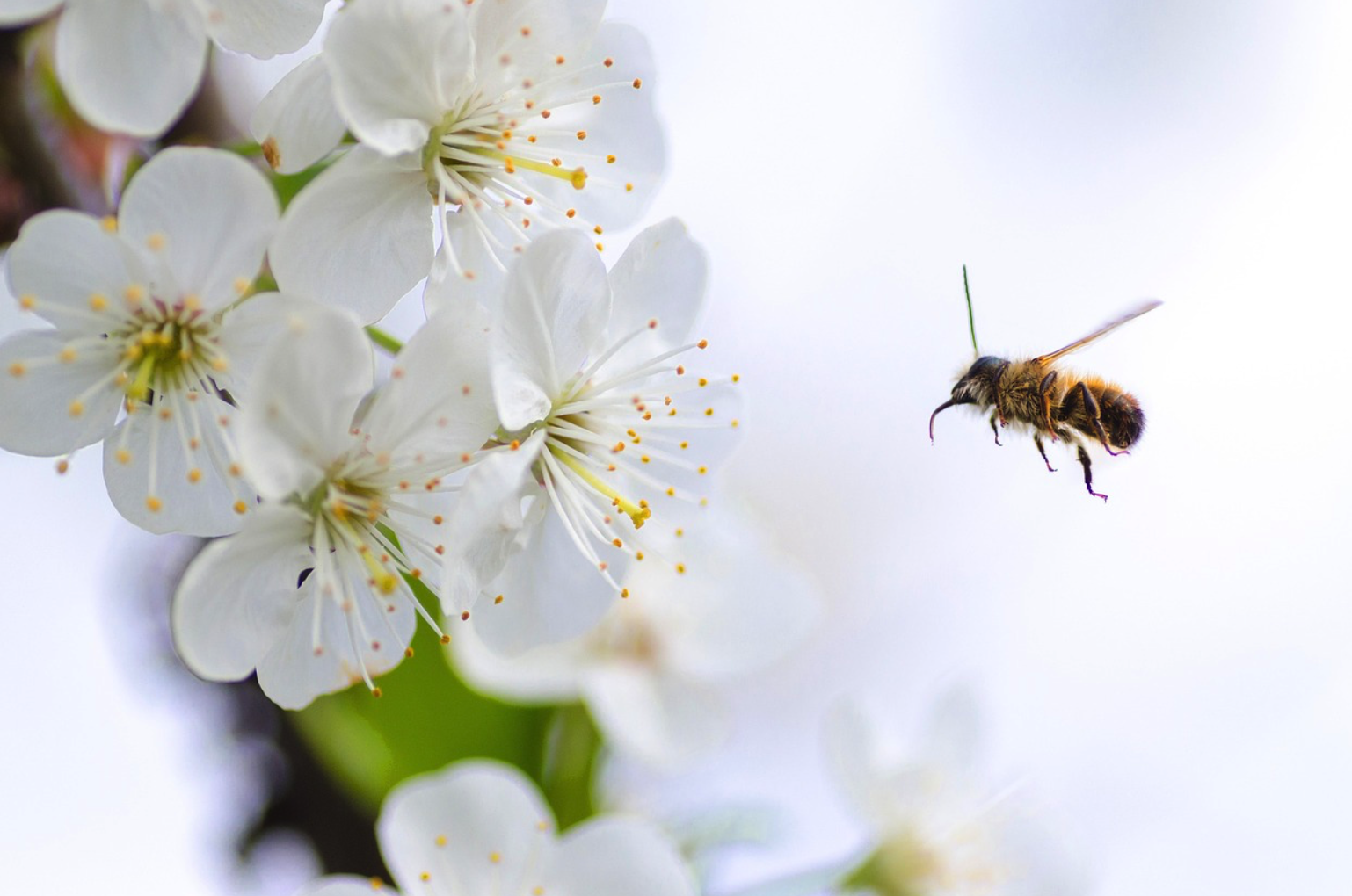 2024 강원도 벚꽃 축제 일정
