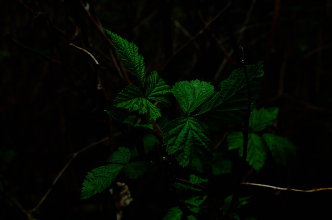 foliage