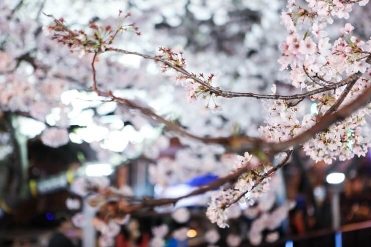 2024년 벚꽃 개화시기/ 지역별 명소