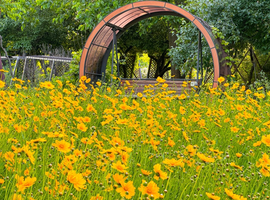 한밭수목원 봄꽃 금계국