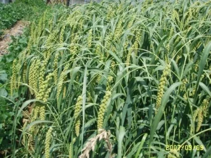 조 재배 건조 강한 작물 파종 방법 초보 가이드_1