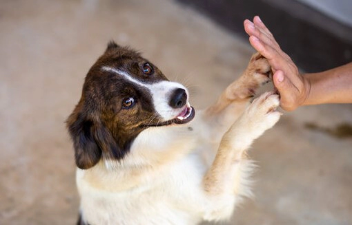 강아지 관절 영양제 추천