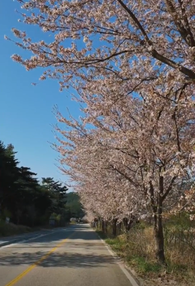 고성 화진포 벚꽃길