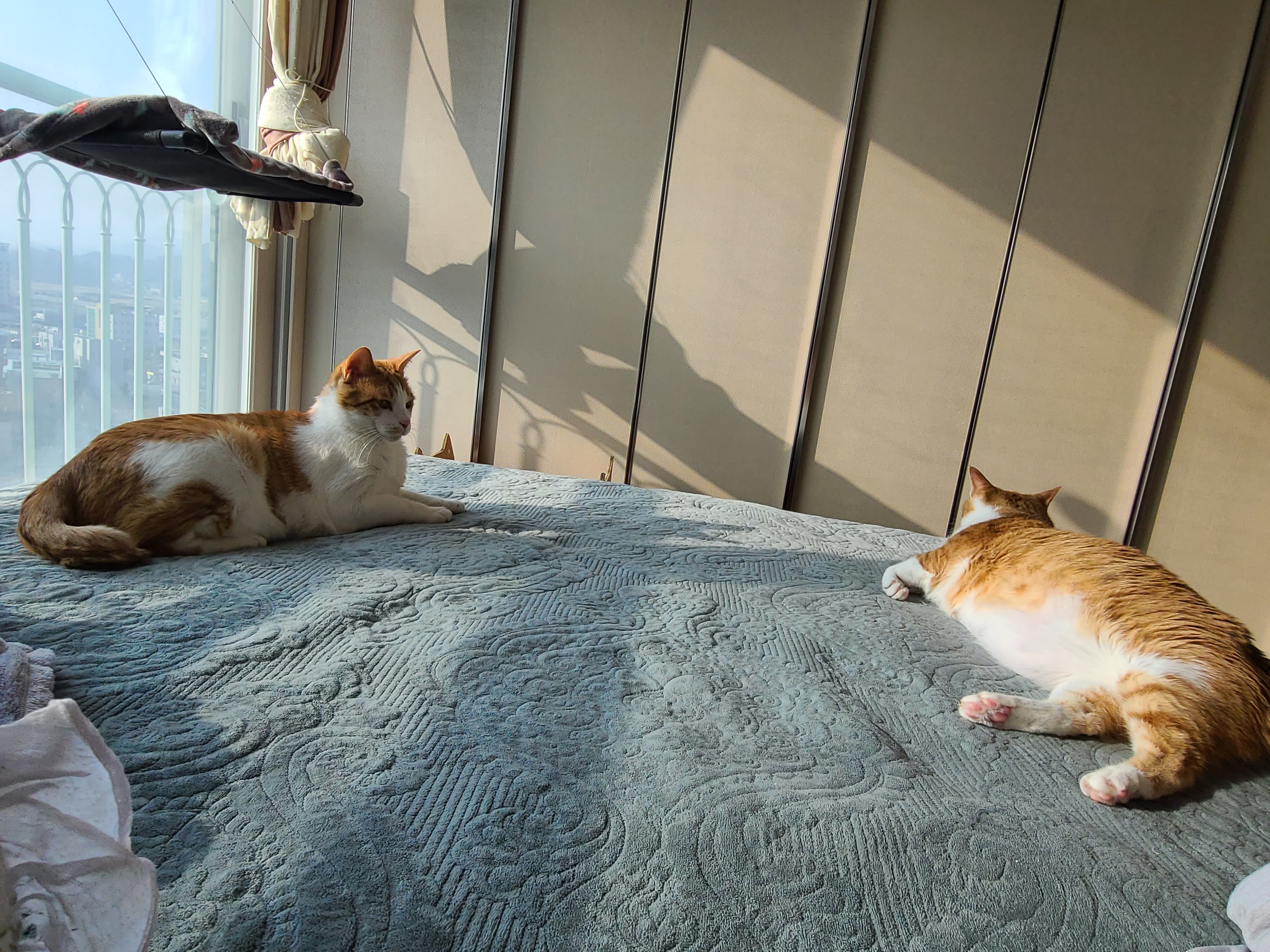 아비시니안 루나와 치즈냥이 호야의 동침