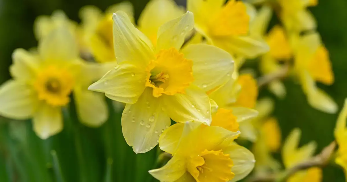 노란색봄꽃-수선화