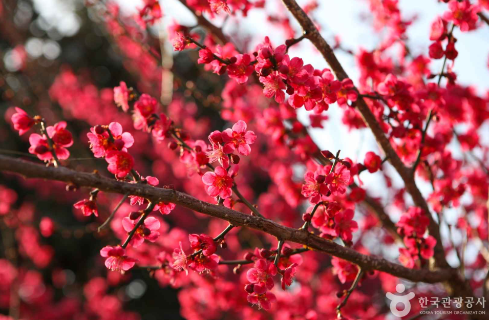 전국 매화 명소 해남 보해매실농원 2