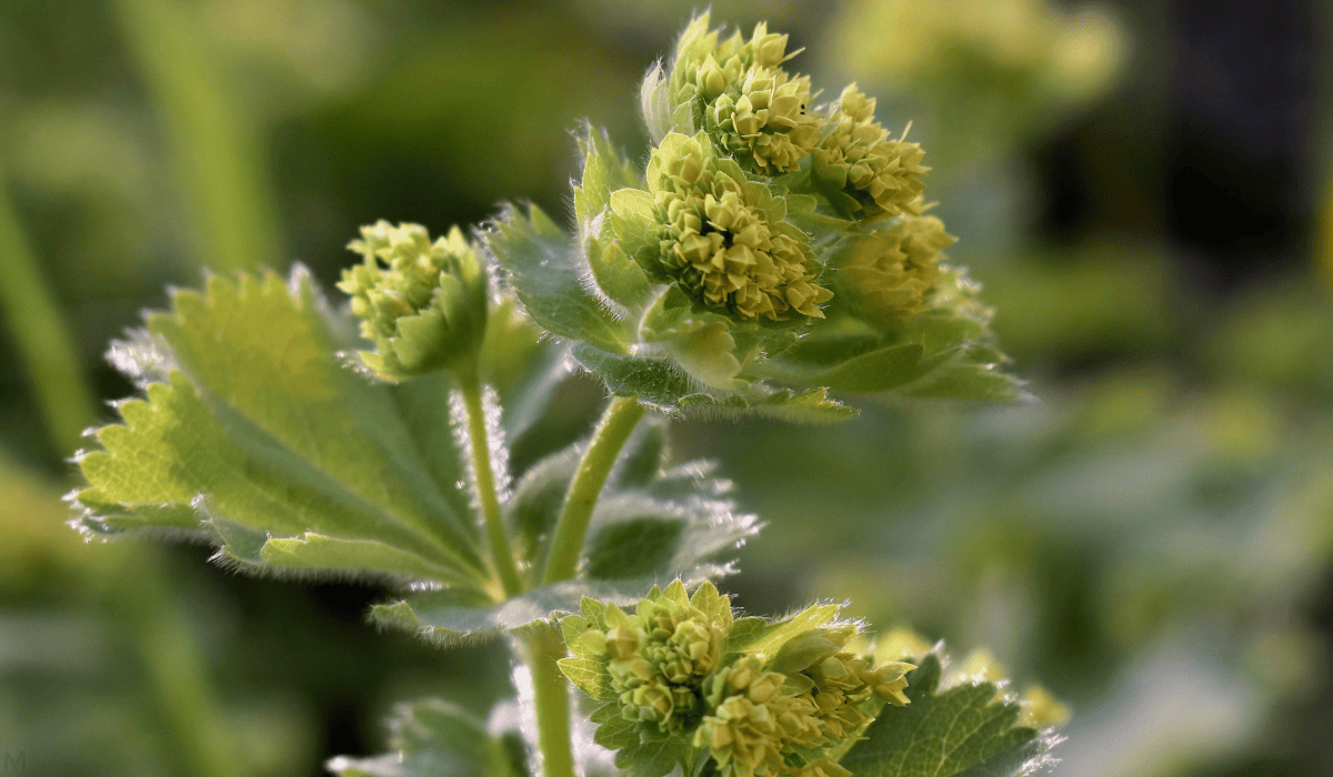 당뇨에_좋은_약초_4