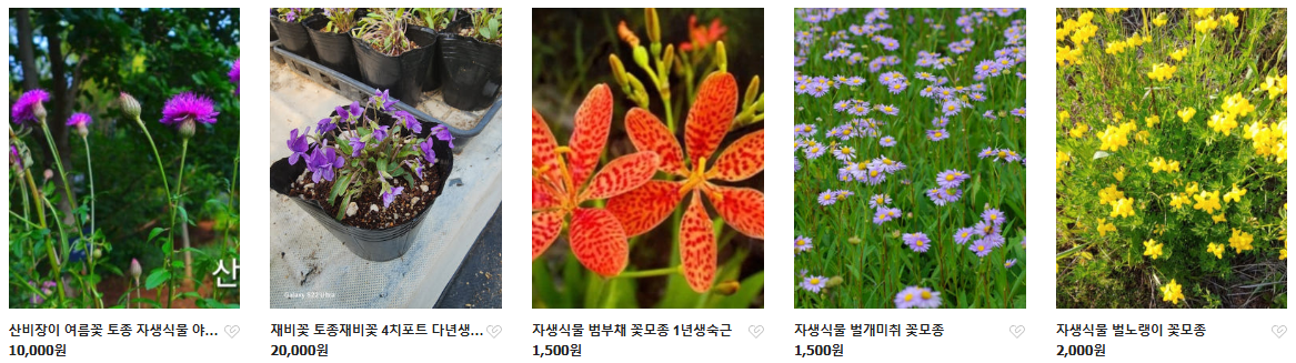 6시내고향 두메부추 자생식물 세종 연동면 세종약초원 정보