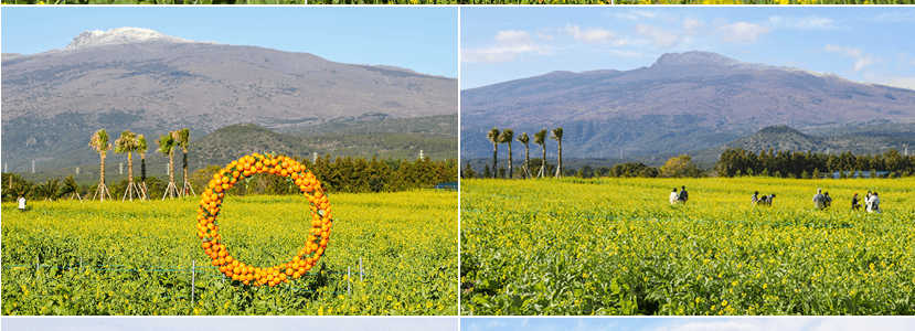 봄꽃 축제 하는 곳