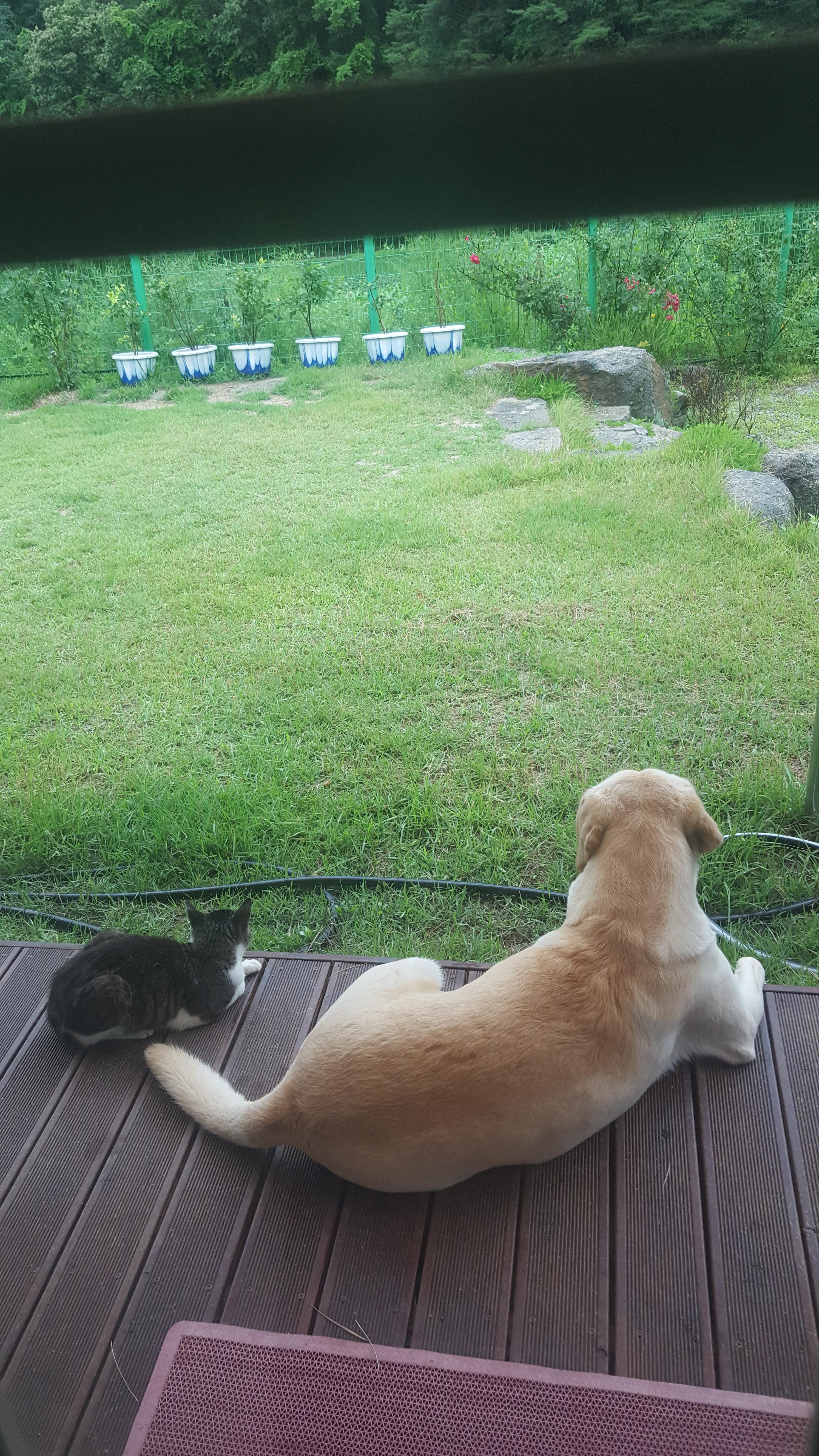 개와 고양이는 친해질 수 있다! 환상의 짝꿍 만드는 비법 대공개 관련 사진