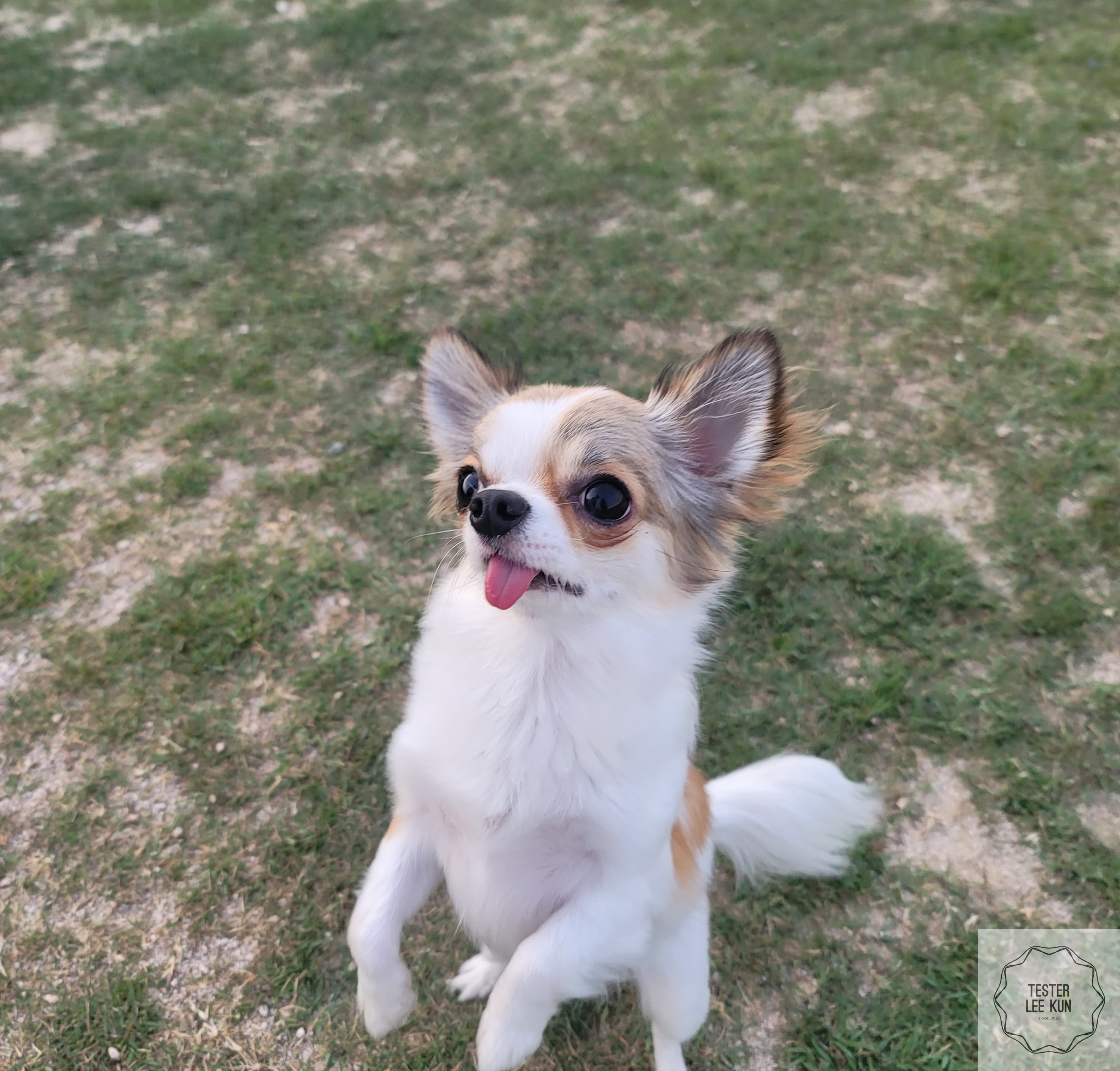 강아지3
