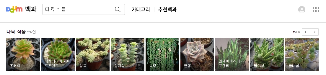 홍매화와 에케베리아 제이드 포인트 사진과 이름