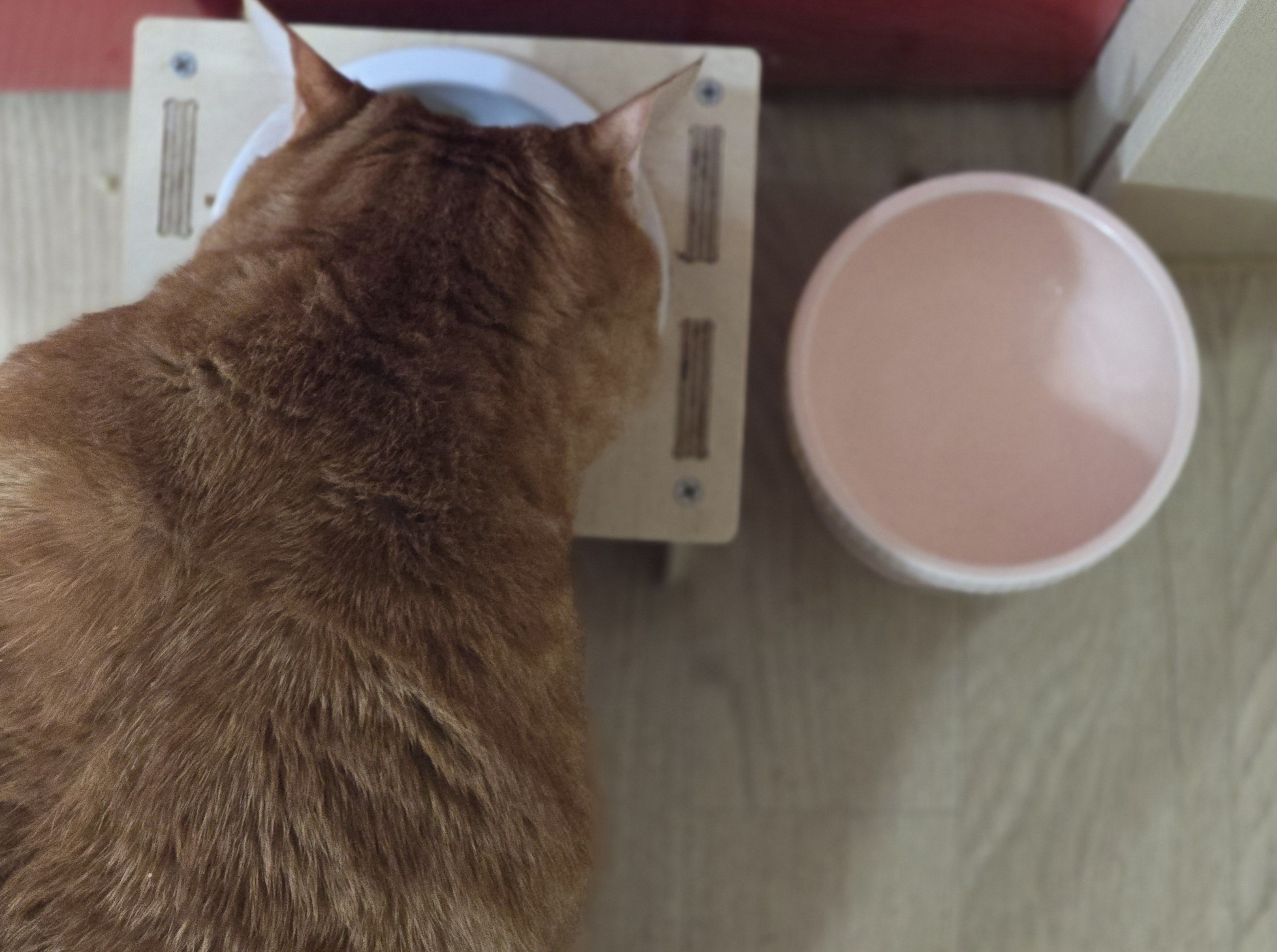 고양이 턱드름 관리