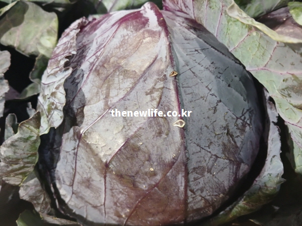 혈전 생성을 억제하여 고혈압과 동맥경화 예방 효능이 있고 혈액 순환을 돕는 신선한 적양배추