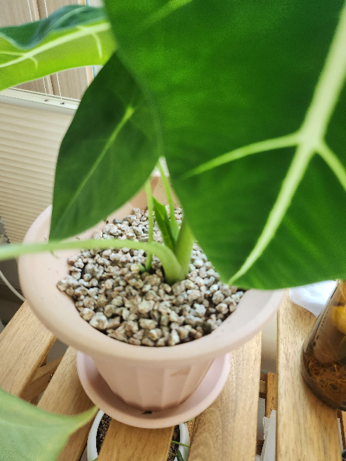 알로카시아 프라이덱