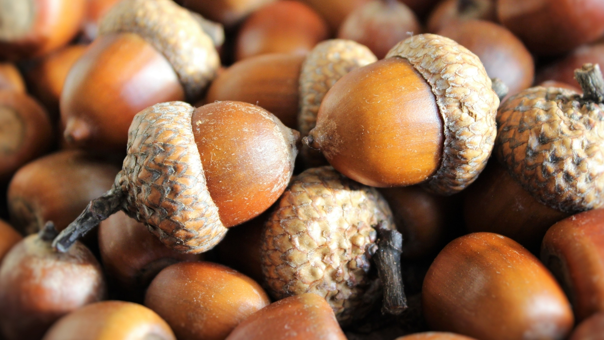 도토리, 숲속 친구들의 열매