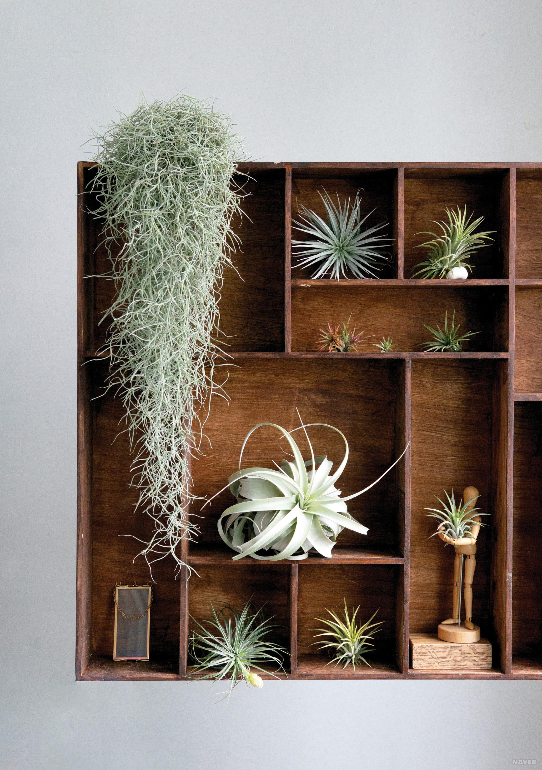 공기정화 식물 Best 5