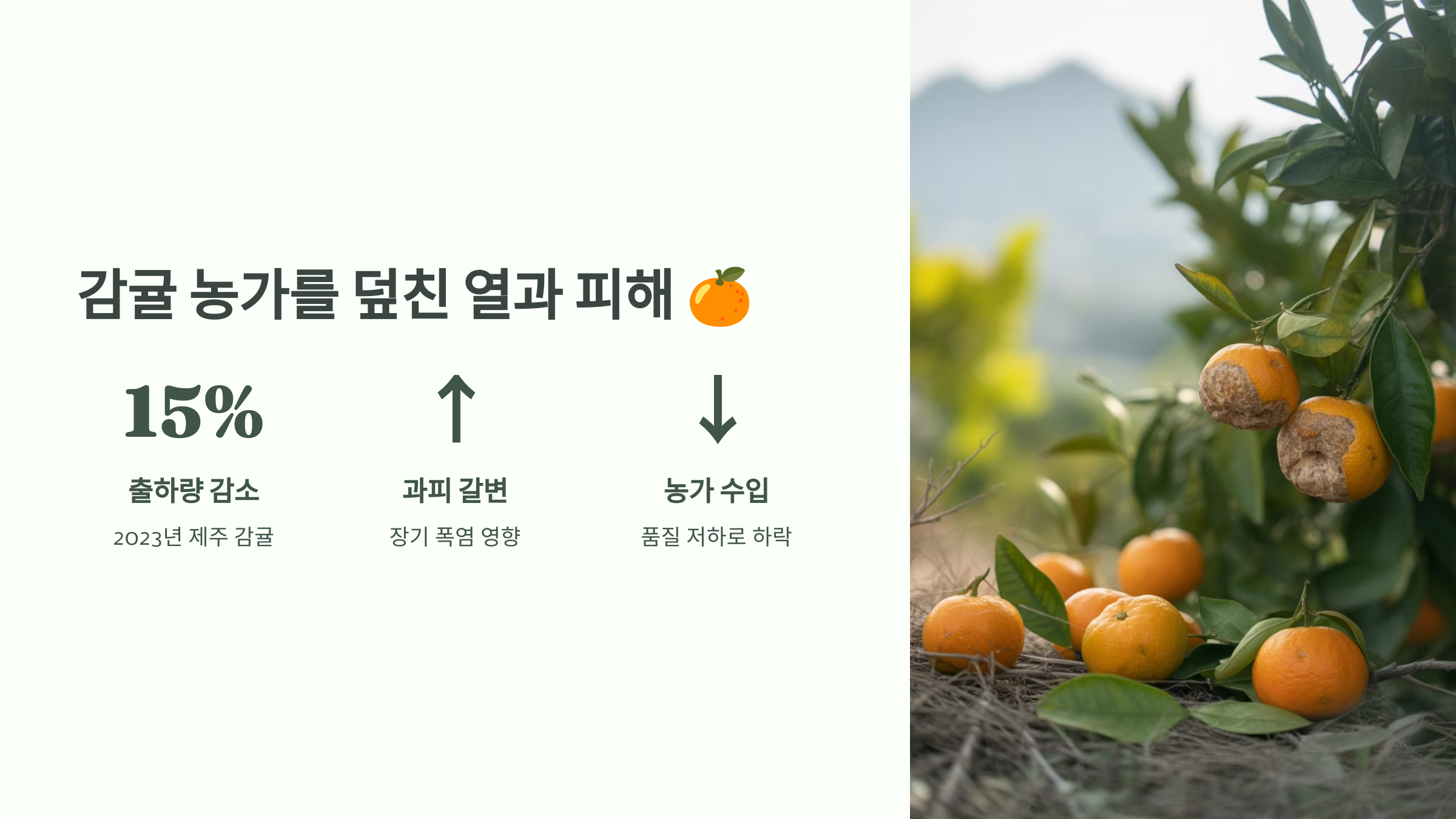 감귤 농가를 덮친 열과 피해