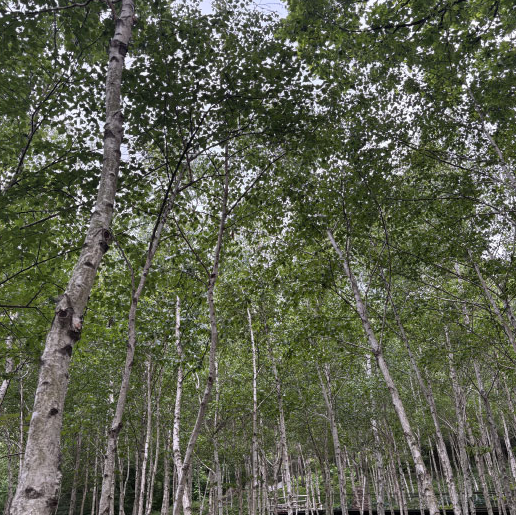 화담숲