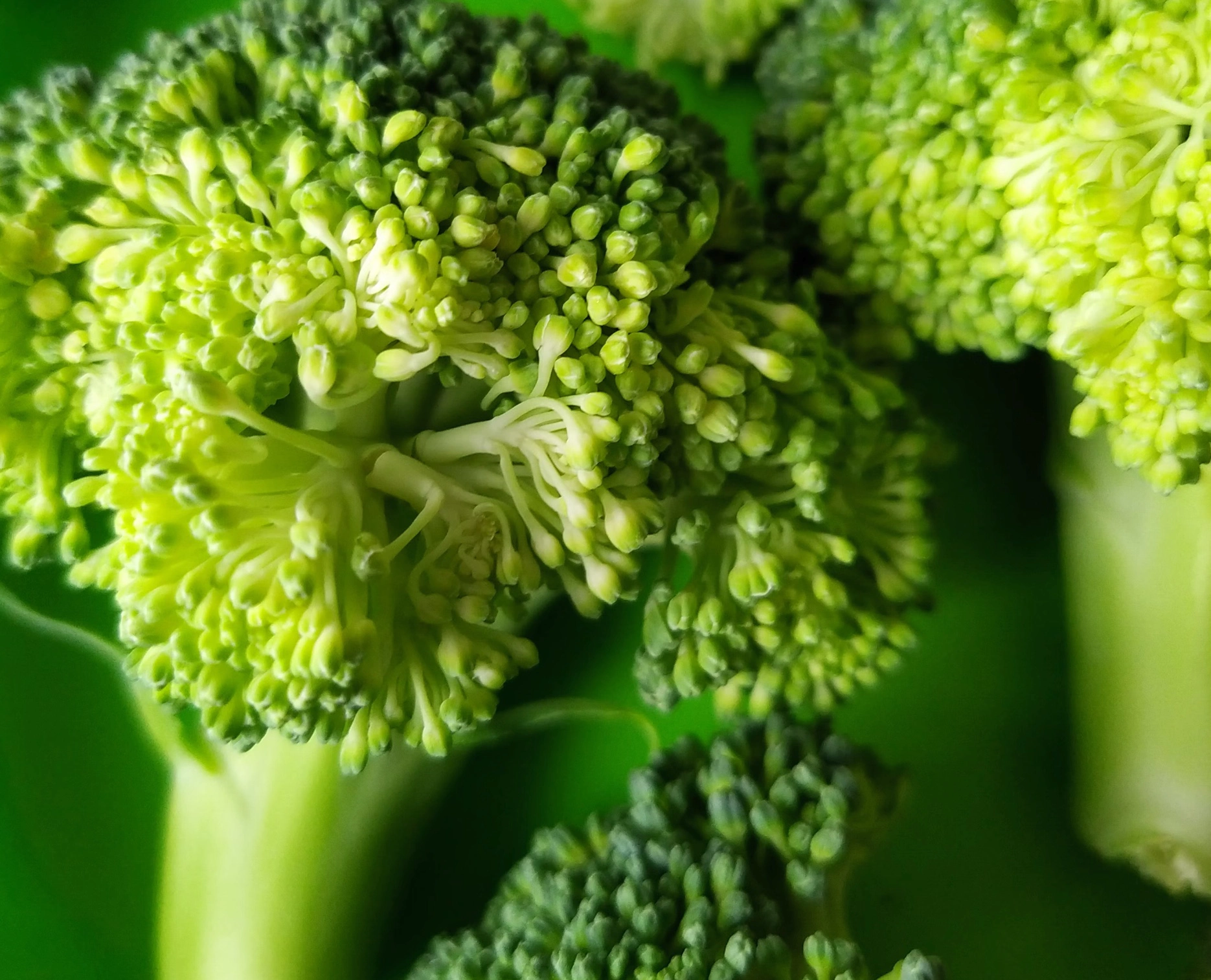 십자화과 채소 종류