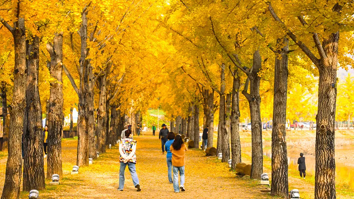 괴산 문광저수지 은행나무길