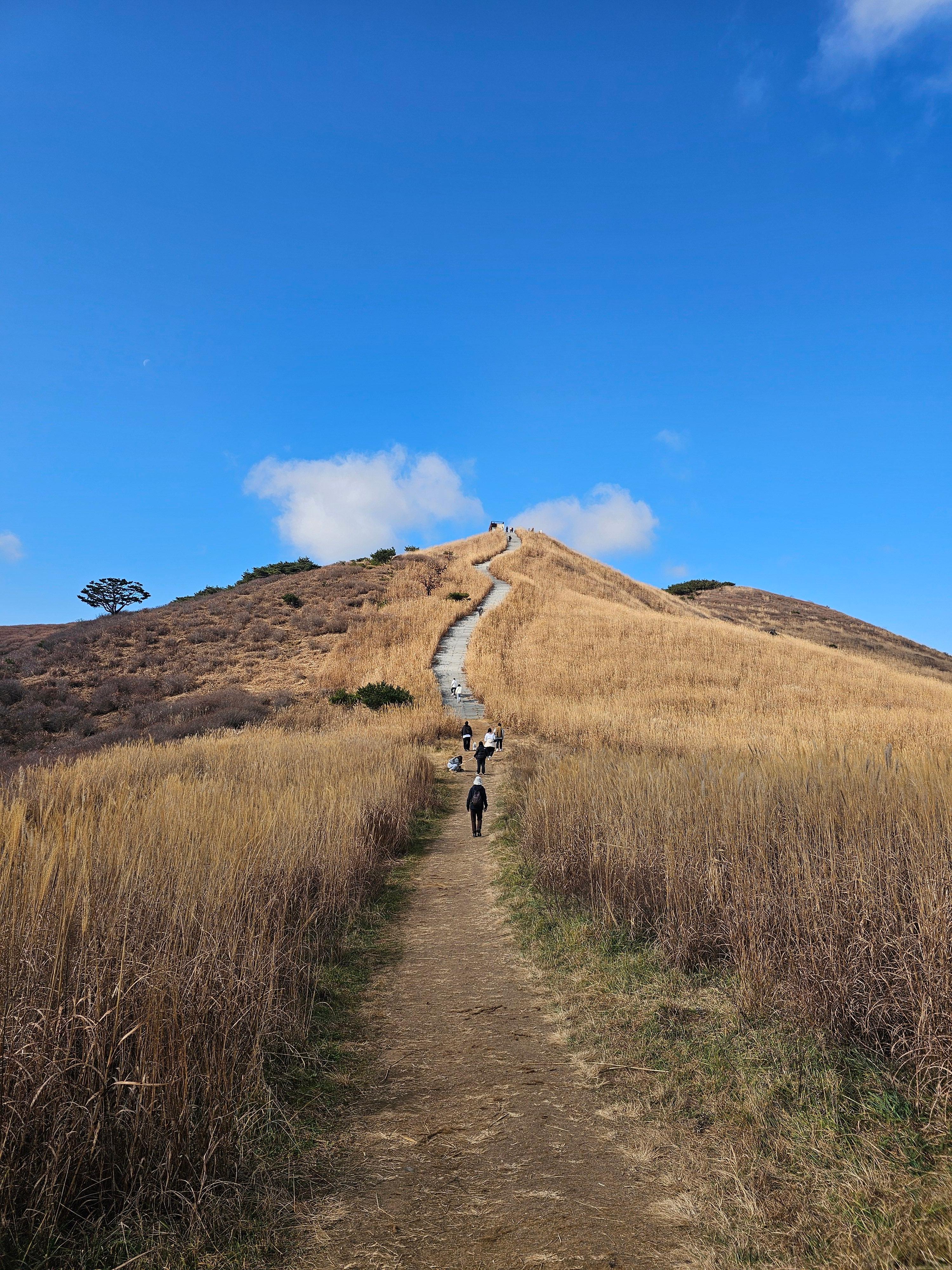 황매산 억새
