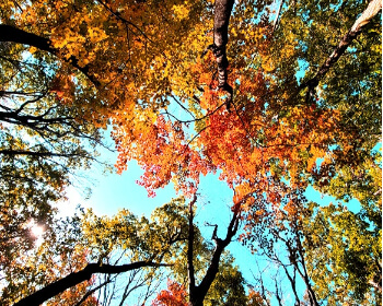 단풍시기(예상&middot;절정)_5