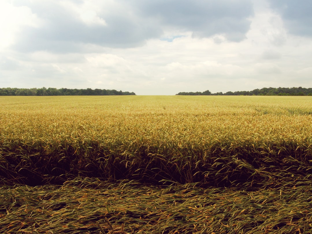 Farmland