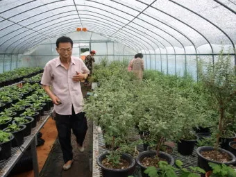 국화 재배 절화용 키우기 생장 조절 개화 유도_9