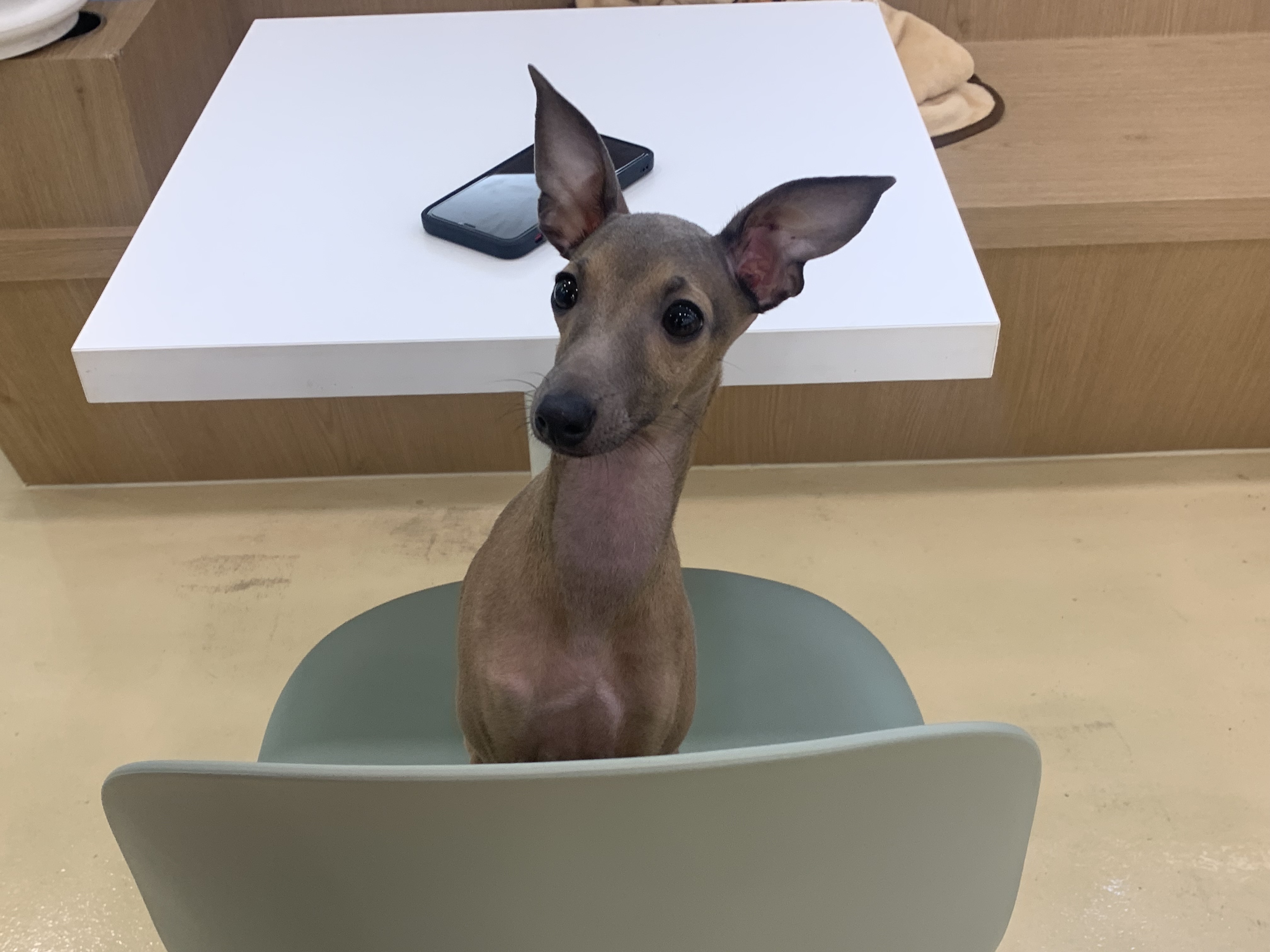 부천 부천시청 애견카페 애견유치원 애견호텔 멍스냅