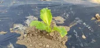 양상추 재배 결구 키우기 파종 시기 물주기 요령_8