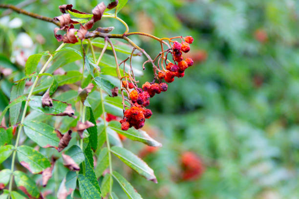 마가목 열매 효능