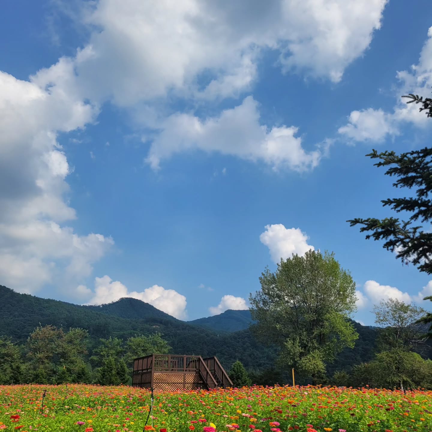 자라섬 꽃 페스타