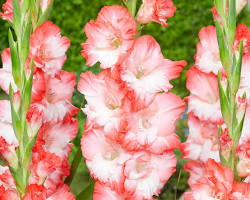 글라디올러스 이미지 사진 