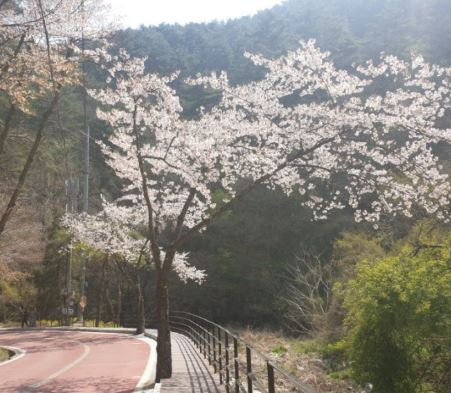 정선 벚꽃