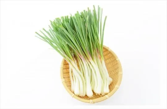 김장 쪽파 심는 시기